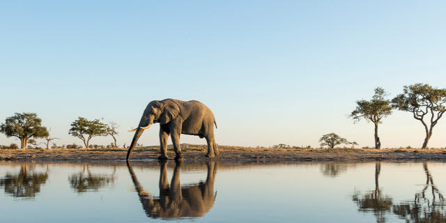 Oplev Botswana safari og de store safariparker